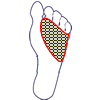 foot foot